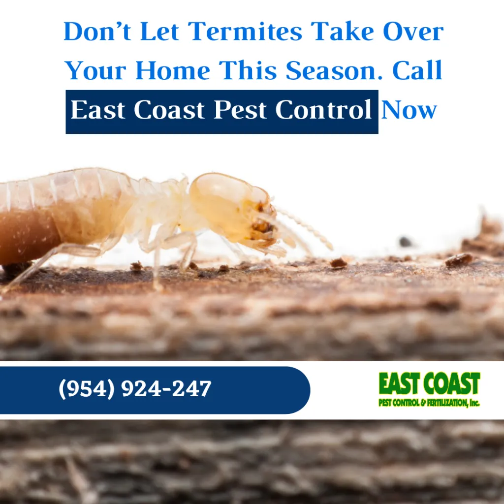 Termite Season in Fort Lauderdale