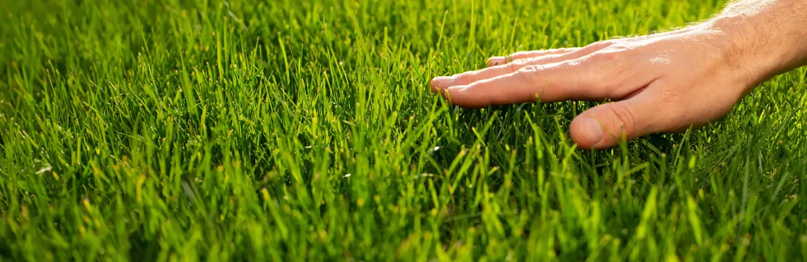 touching green healthy grass