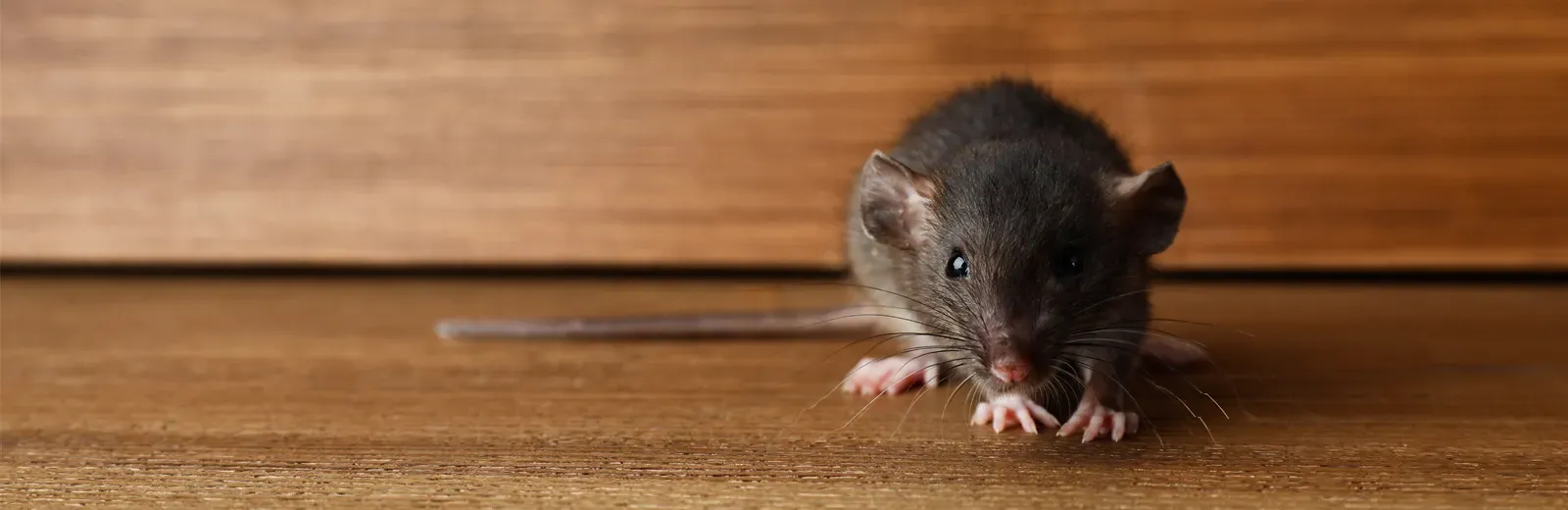 rat