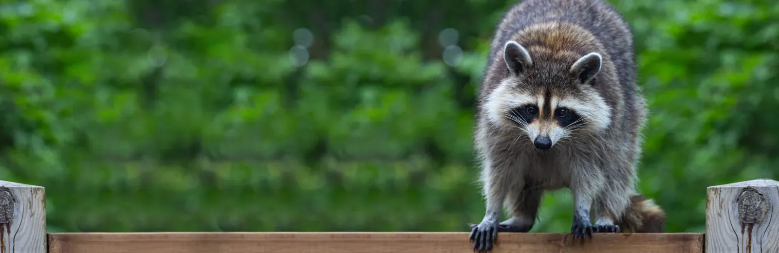 raccoon