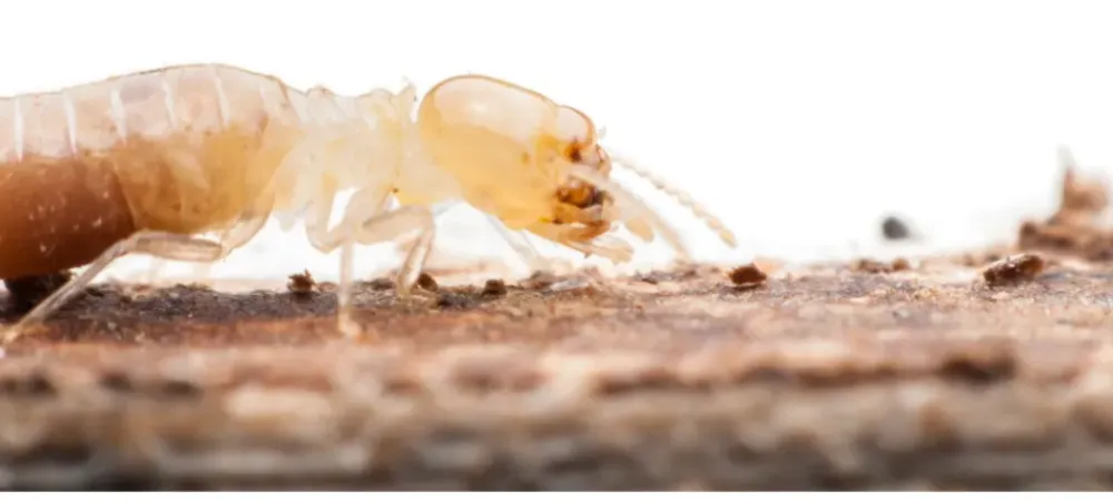 dont-let-termites-take-over-your-home