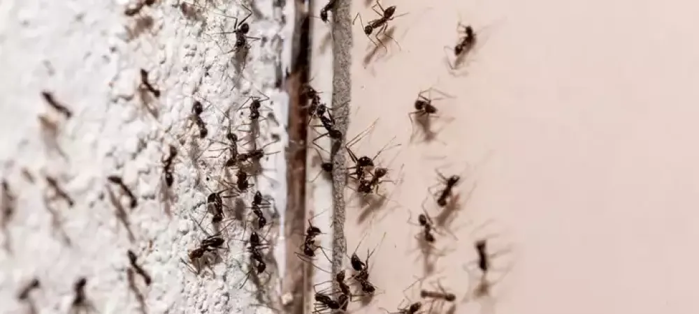 ants on wall