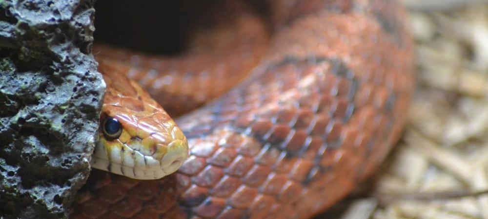 corn snake peaking out