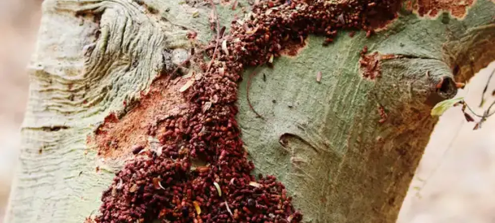formosan termite colony