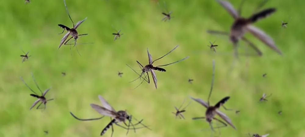 Florida mosquitoes swarming