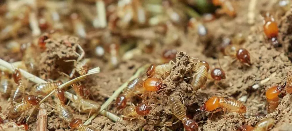 termites-in-florida