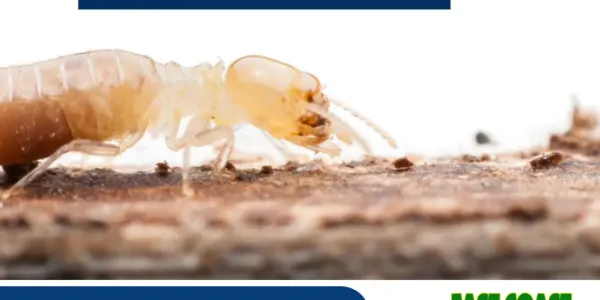 dont-let-termites-take-over-your-home