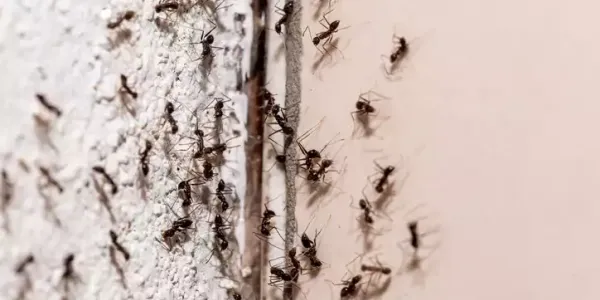 ants on wall