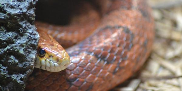 corn snake peaking out