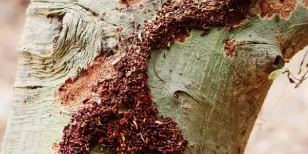 formosan termite colony