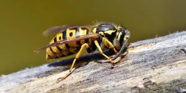 hornet
