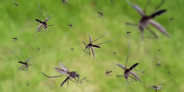 Florida mosquitoes swarming