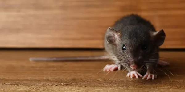 rat