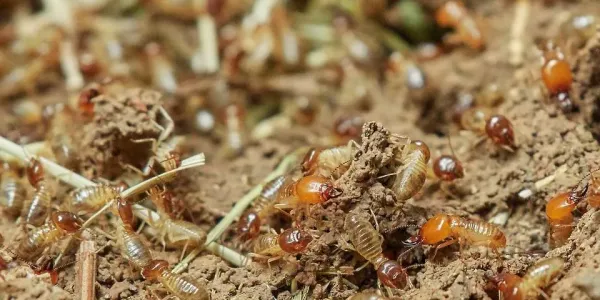 termites-in-florida