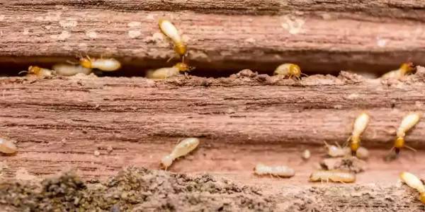 termites_in_wood