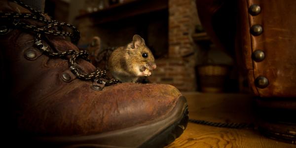 mouse on a boot