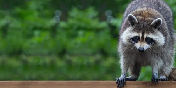 raccoon