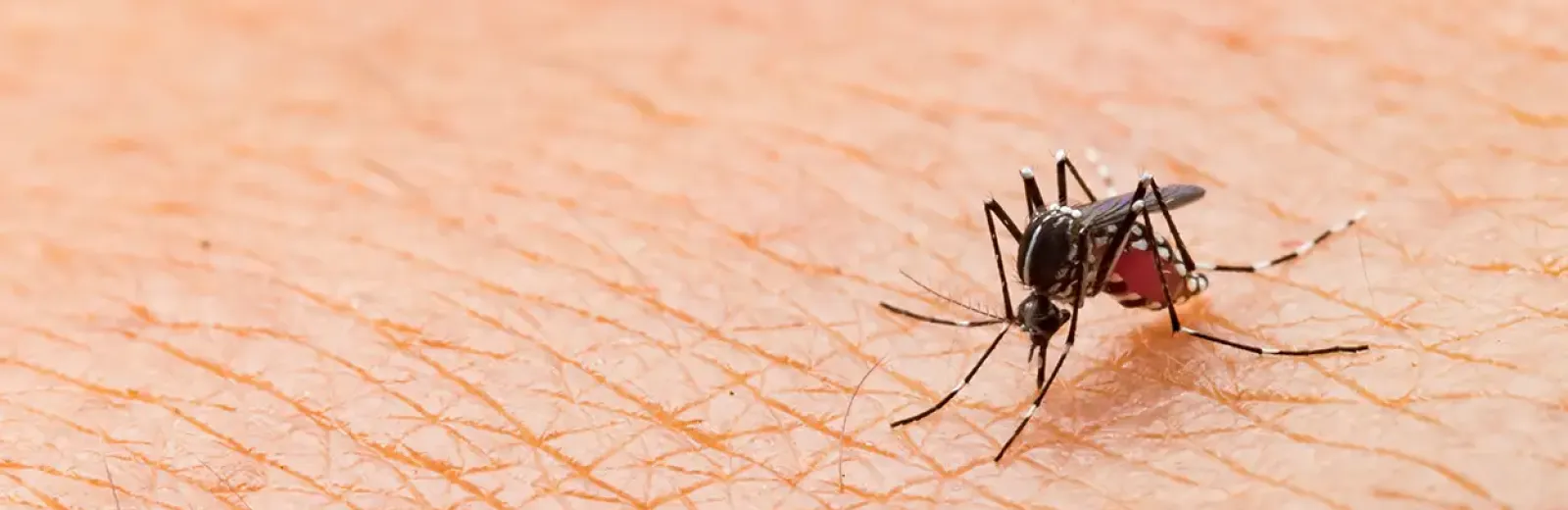 mosquito biting skin