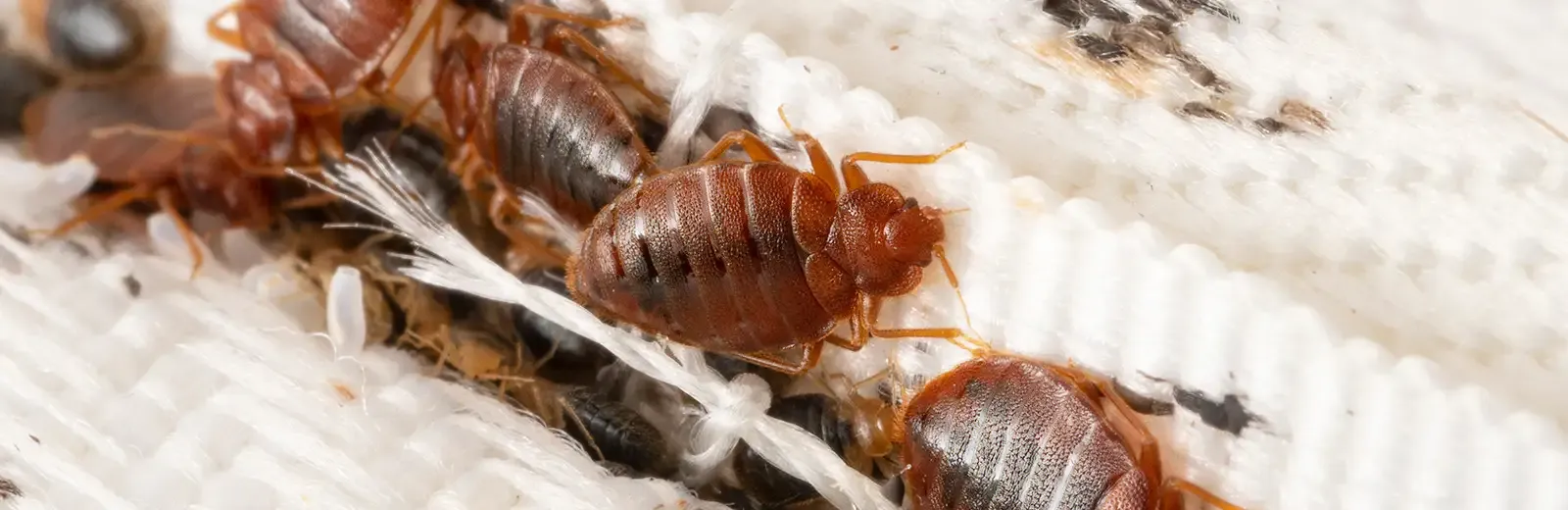 bed bugs closeup