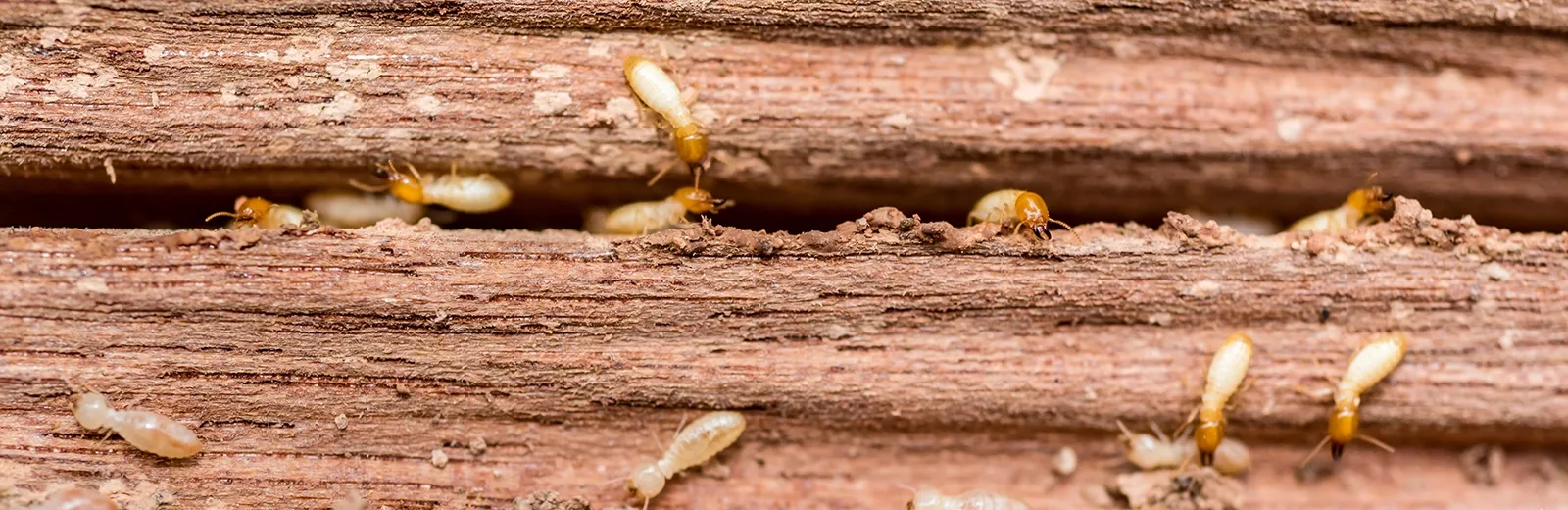 termites crawling on wood