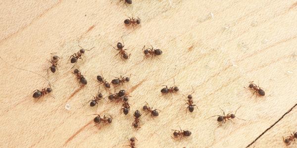 ants on a wooden floor