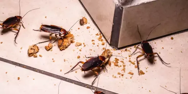 cockroaches_-_eating