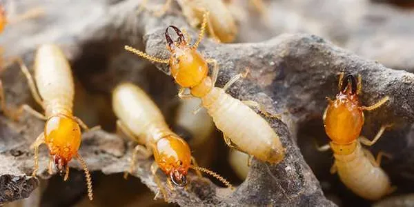 Termite-blog